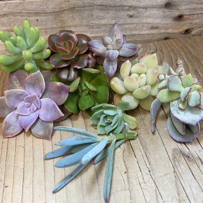 SH36877 Succulents mix, cuted