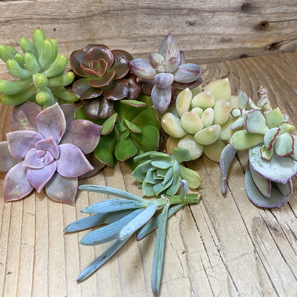 SH36877 Succulents mix, cuted