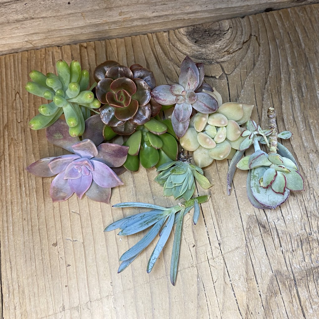 SH36877 Succulents mix, cuted - Image 2