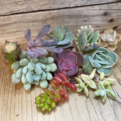 SH36878 Succulents mix, cuted
