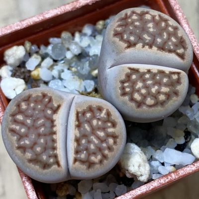 SH36795 Lithops hallii -Geelkop-