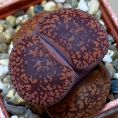 SH36796 Lithops aucampiae C 392