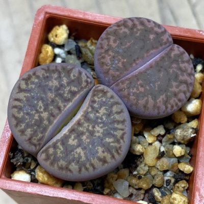 SH36797 Lithops bromfieldii ‘Embers’, seedling, 2 plants