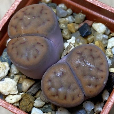 SH36798 Lithops schwantesii