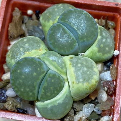 SH36799 Lithops salicola ‘Malachite’