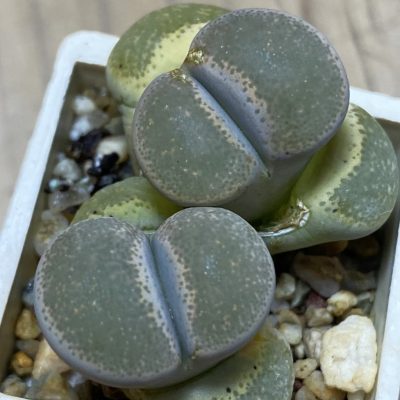 SH36800 Lithops terricolor