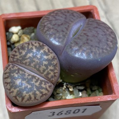 SH36801 Lithops bromfieldii ‘Embers’, seedling, 2 plants