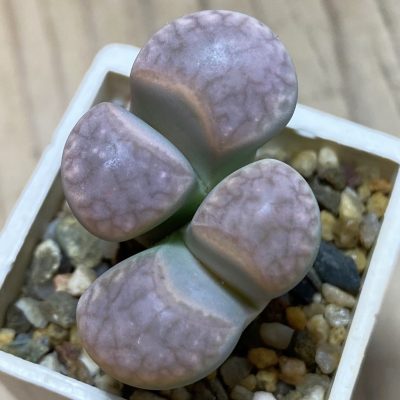 SH36802 Lithops marmorata C 365