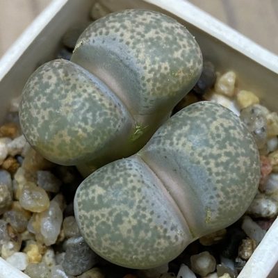 SH36803 Lithops terricolor