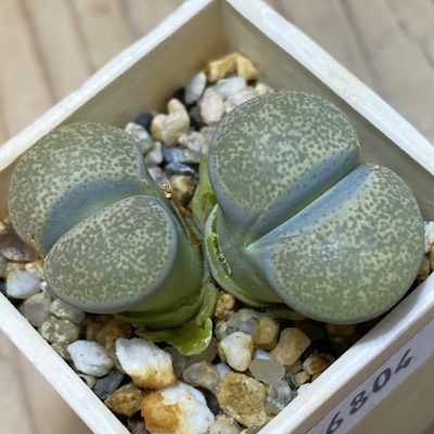 SH36804 Lithops terricolor