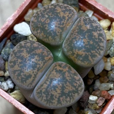 SH36805 Lithops lesliei v. minor