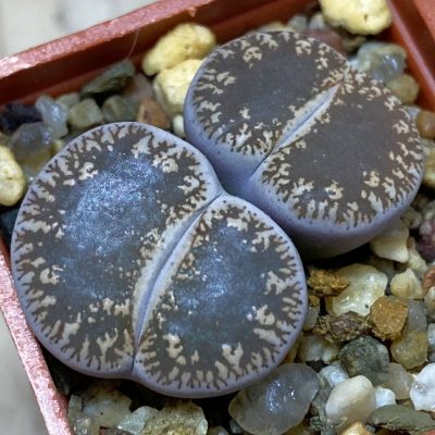 SH36806 Lithops lesliei v. venteri