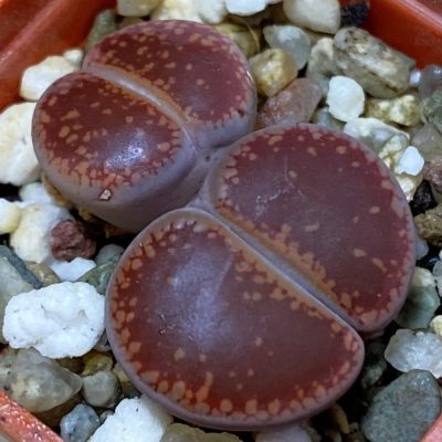 SH36807 Lithops aucampiae,ex Kokerboom