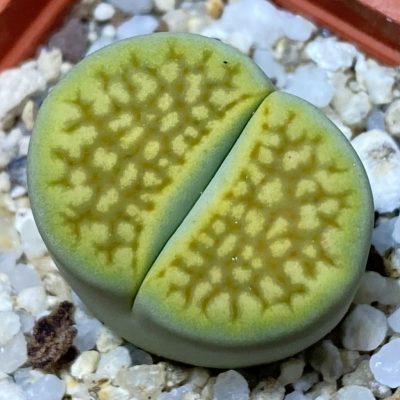 SH36786 Lithops hallii 'Green Soapstone'