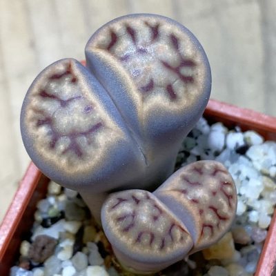 SH36809 Lithops karasmontana 'Smokey Peach'