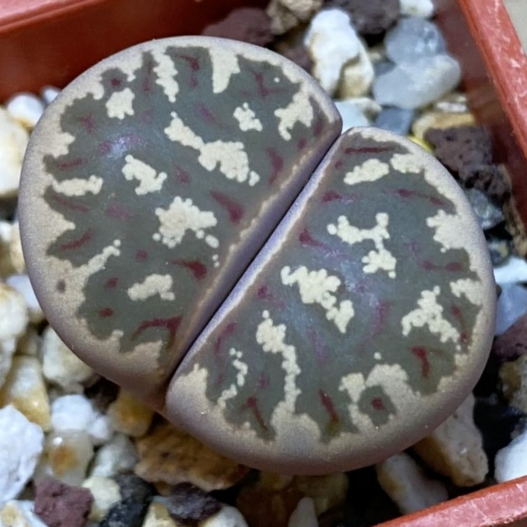 SH36810 Lithops dorotheae