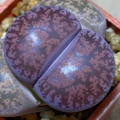 SH36811 Lithops lesliei ‘Fred’s Redhead’