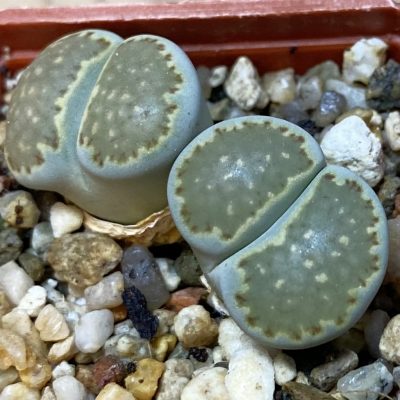 SH36812 Lithops salicola C 37