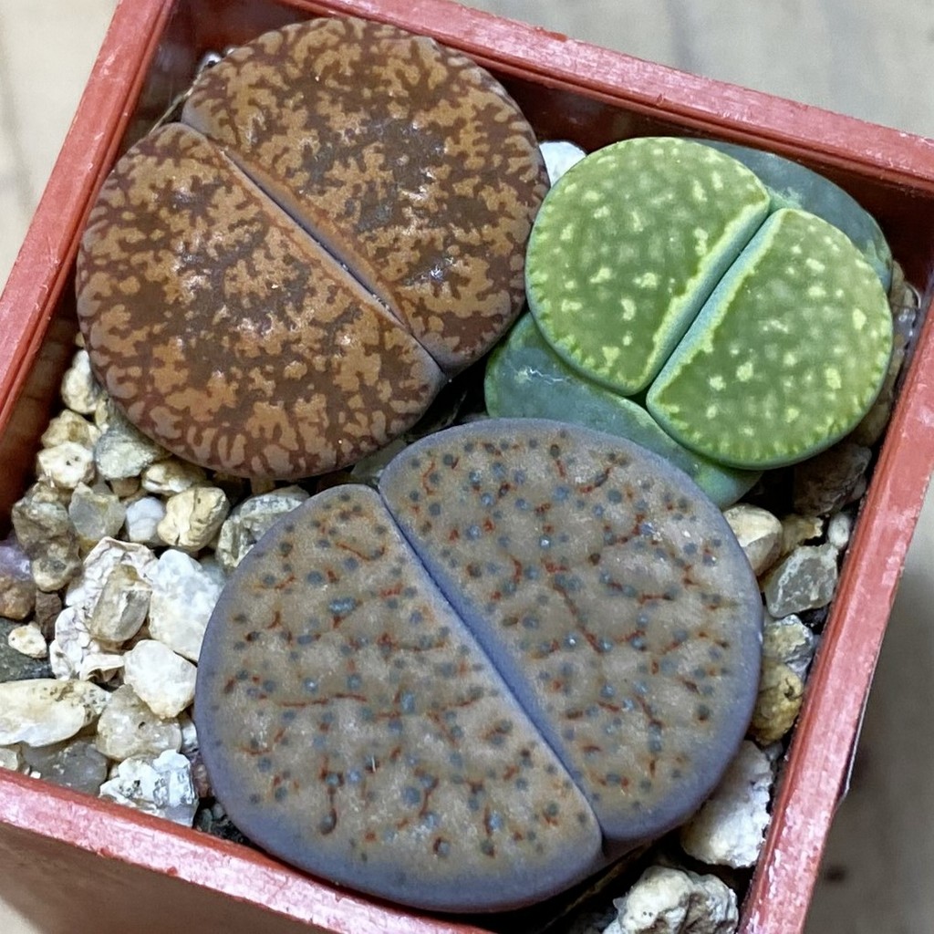 SH36813 Lithops mix