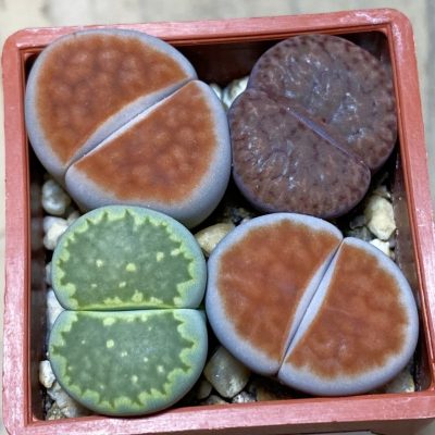 SH36814 Lithops mix