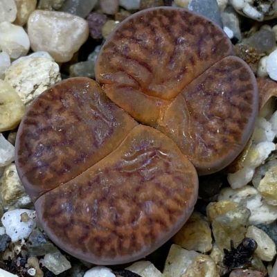 SH36815 Lithops bromfieldii v. glaudinae ‘Rubroroseus’