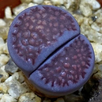SH36816 Lithops salicola ‘Sato’s Violet’ hybrid
