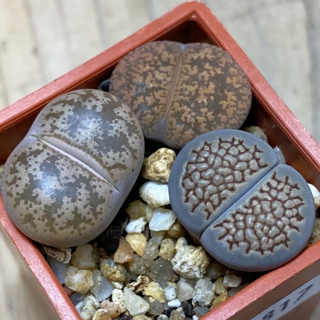 SH36817 Lithops mix