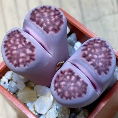 SH36787 Lithops salicola 'Sato's Violet' hybrid