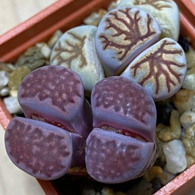 SH36818 Lithops julii 'Kikushogiyoku' + Lithops salicola ‘Sato’s Violet’ hybrid