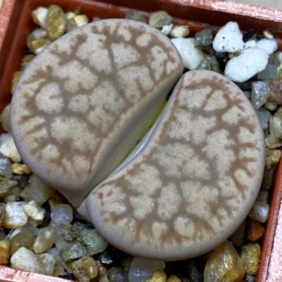 SH36819 Lithops gesinae C078