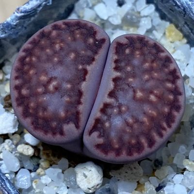 SH36820 Lithops julii ‘Kikushogiyoku’ x Lithops salicola ‘Sato’s Violet’ hybrid