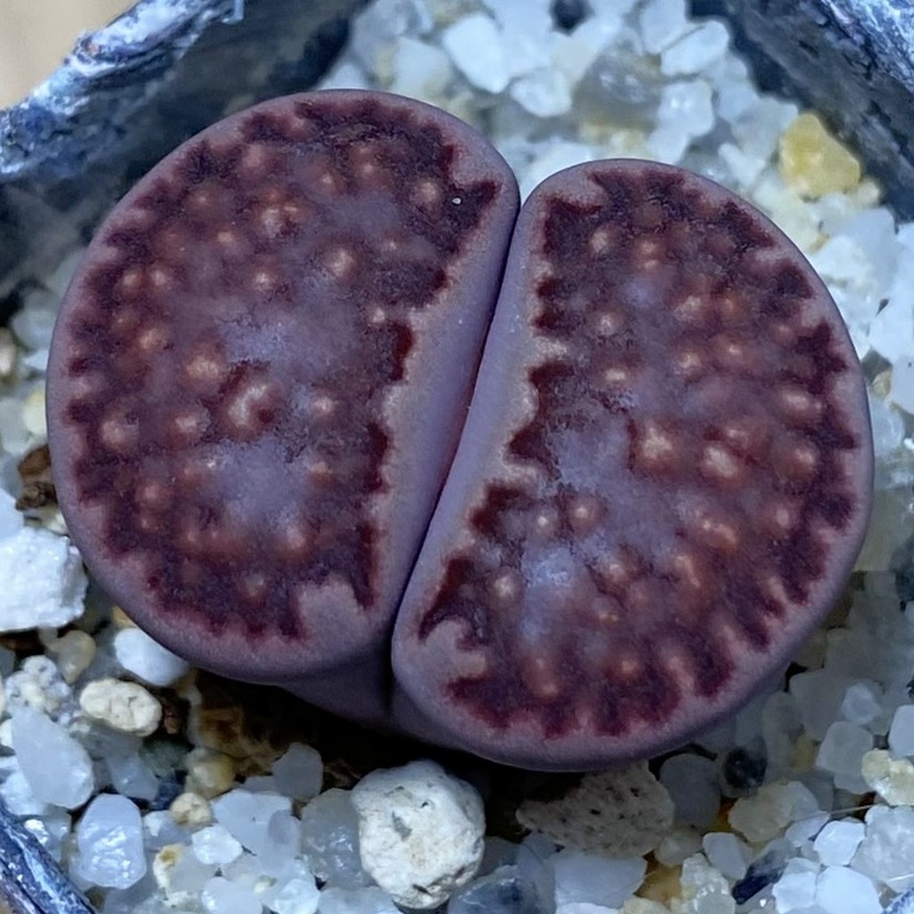 SH36820 Lithops julii ‘Kikushogiyoku’ x Lithops salicola ‘Sato’s Violet’ hybrid