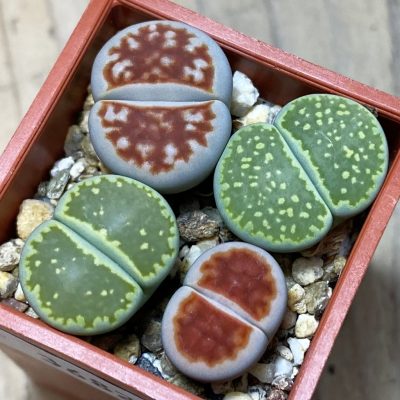 SH36821 Lithops mix