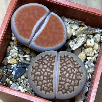 SH36822 Lithops mix