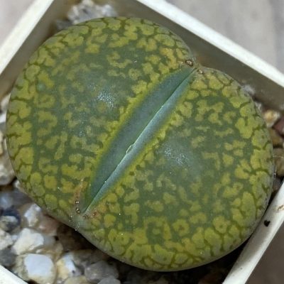 SH36823 Lithops aucampiae 'Jackson's Jade'