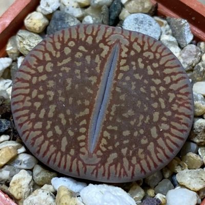 SH36824 Lithops aucampiae ssp. euniceae C 048