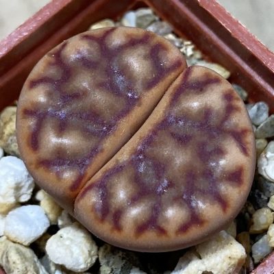 SH36825 Lithops bromfieldii C40
