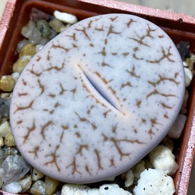 SH36826 Lithops pseudotruncatella ssp. volkii