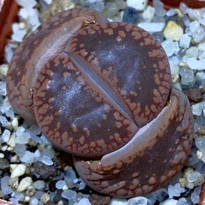 SH36827 Lithops aucampiae 'Rubrobrunneus'