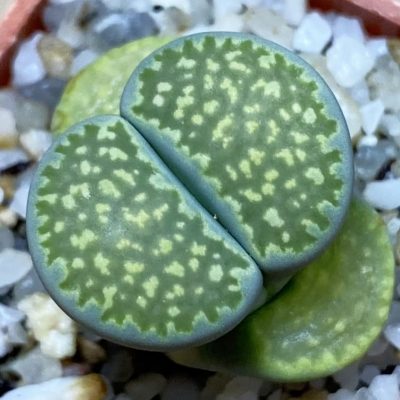 SH36828 Lithops salicola ‘Super Mac’ green form