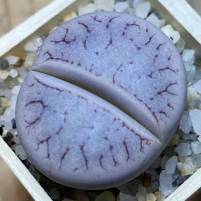 SH36829 Lithops gracilidelineata