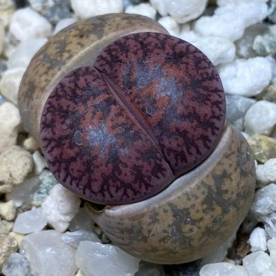 SH36830 Lithops lesliei 'Fred's Redhead'