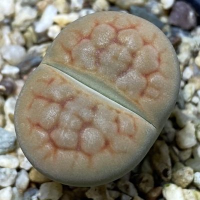 SH36831 Lithops hookeri 'Aubarede' C38A