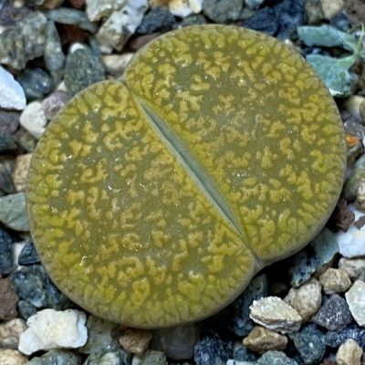 SH36832 Lithops aucampiae 'Jackson's Jade'