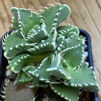 SH36910 Faucaria tuberculosa
