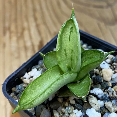 SH36911 Sansevieria ‘Ice Man’
