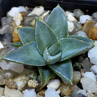SH36912 Agave filifera x victoriae-reginae compact