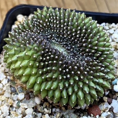 SH36882 Gymnocalycium mihanovichii ‘inermis’ f. cristata