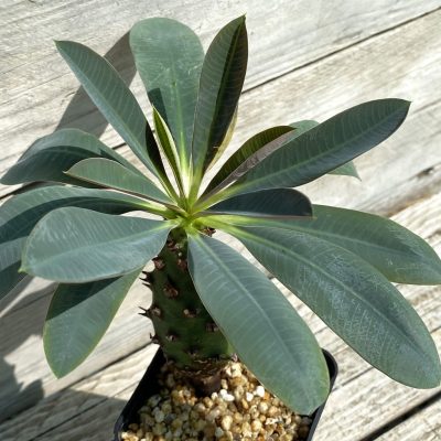 SH36913 Euphorbia pachypodioides