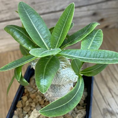 SH36914 Pachypodium brevicaule, grafted
